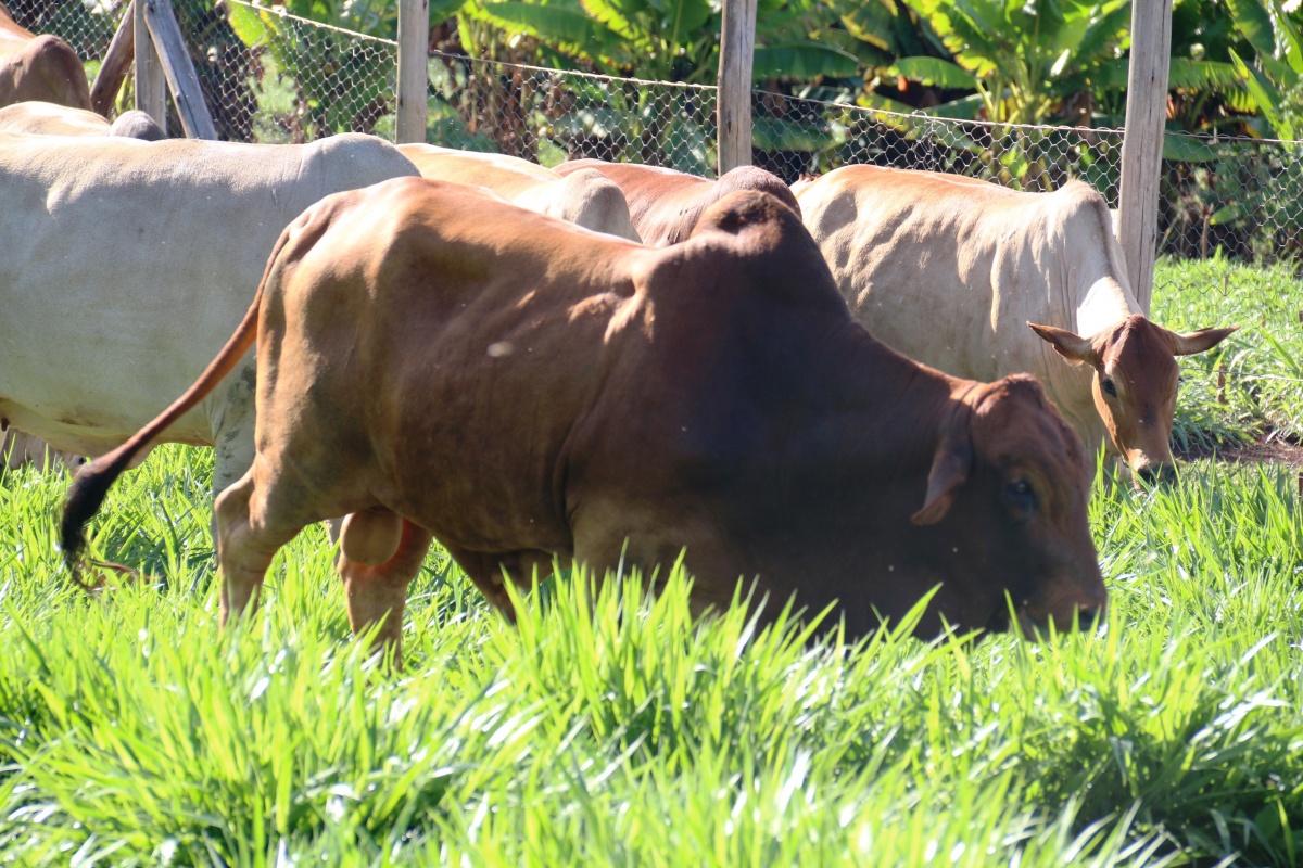Brachiaria grass, a climatesmart ‘wonder grass’ for livestock farmers